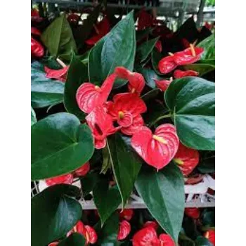 Natural Anthurium Plants