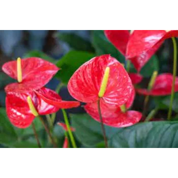 Organic Anthurium Plants