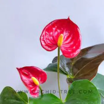 Organic Anthurium Plants
