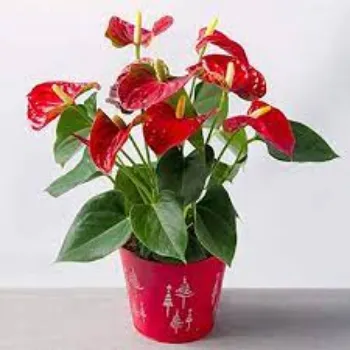 Natural Anthurium Plants