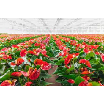 Fresh Anthurium Plants