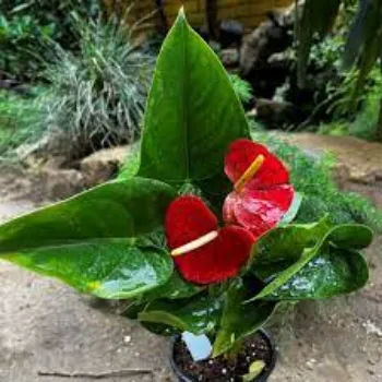 Natural Anthurium Plants
