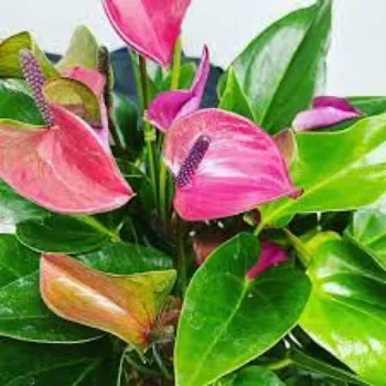 Organic Anthurium Plants