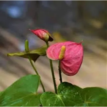 Natural Anthurium Plants