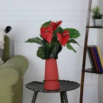 Fresh Anthurium Plants