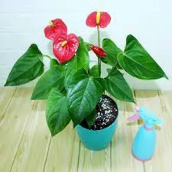 Natural Anthurium Plants
