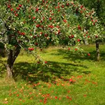 Organic Golden Apple Plant Manufacturer