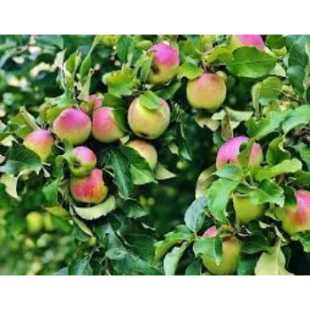 Water Apple Fruit Plant Manufacturer
