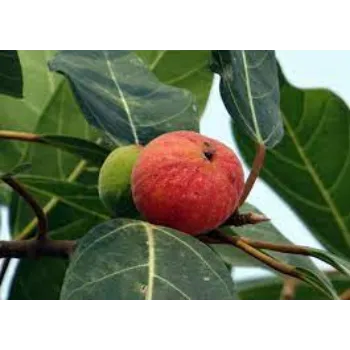 Apple Plants Manufacturer