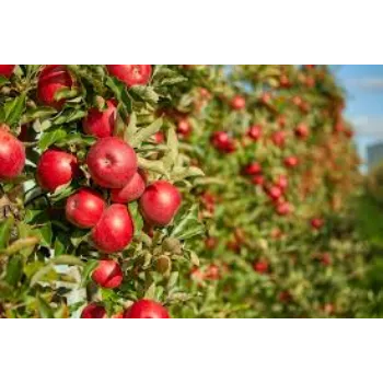 organic Apple Plant