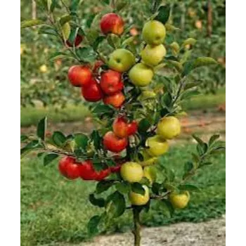 RAJESWARI NURSERY  Apple Plant