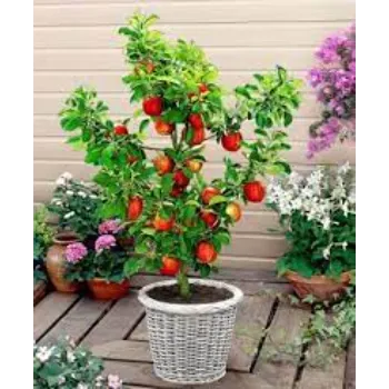 Natural Apple Plant