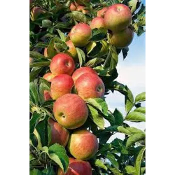 Roshni Agri forestry  Apple Plant
