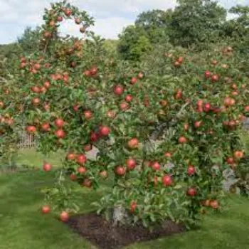  Organic Apple Plant