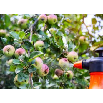 Apple Plant