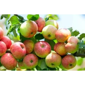 Organic Apple Plant