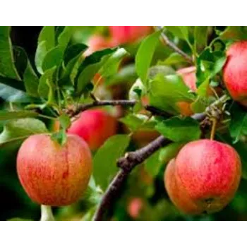 Natural Apple Plant