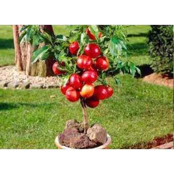 Natural Apple Plant