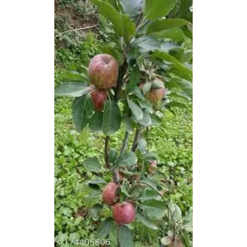 Natural Apple Plant