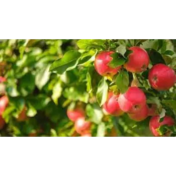 Natural Apple Plant