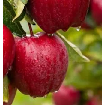 natural  Apple Plant