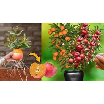 A Grade  Apple Plant