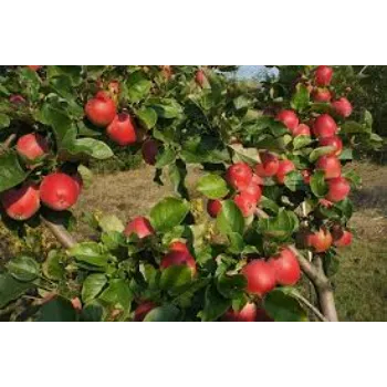 Organic   Apple Plant