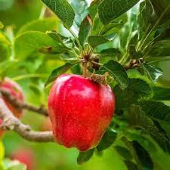 Apple Plant