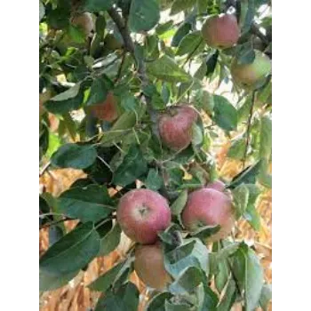 Natural   Apple Plant
