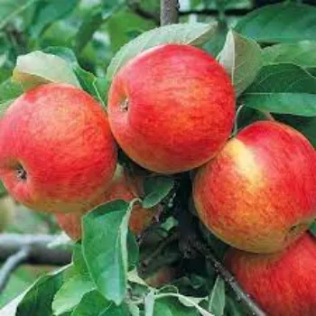 Natural Apple Plant