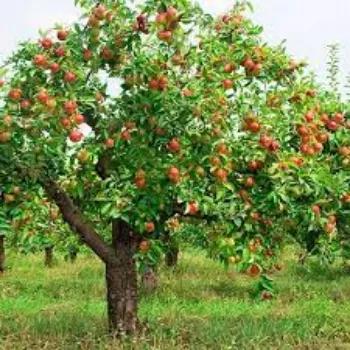 Natural Apple Plants