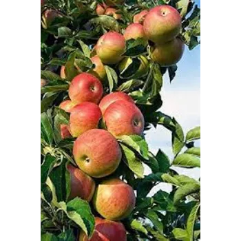 Organic Apple Plants