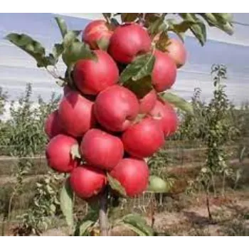 Organic Apple Plant