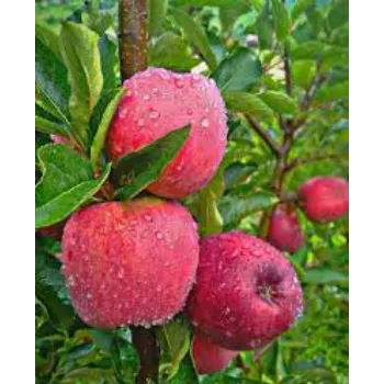 Organic Apple Plant Manufacturer