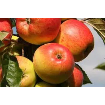 Organic Apple Plant