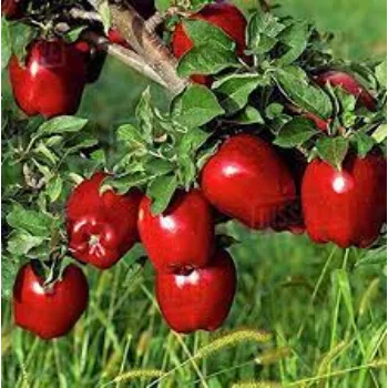 Apple Ber Plant Manufacturer