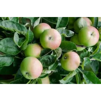 Apple Plant Exporter