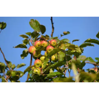 Fresh Apple Plant Manufacturer