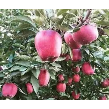 Organic Golden Apple Plant Manufacturer