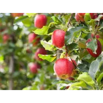 Organic Apple Plant Manufacturer