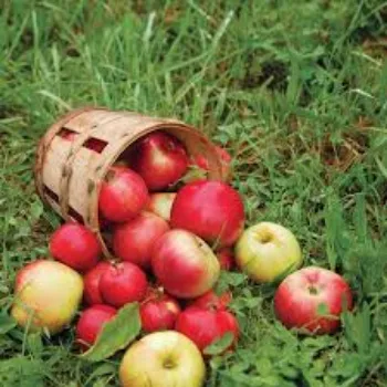Apple Plant Manufacturer