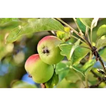 Natural Apple Plant Manufacturer