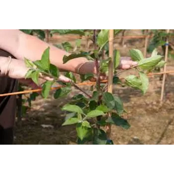 Organic Apple Plants Manufacturer