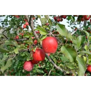 Common Apple Plant Exporter