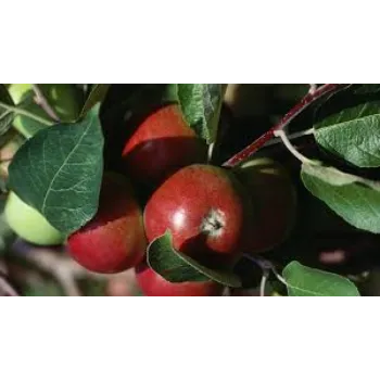 Fresh Apple Plant Exporter