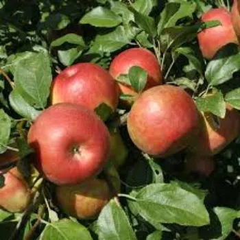 Organic Apple Plant Retailer