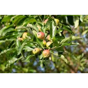 Natural Apple Plants