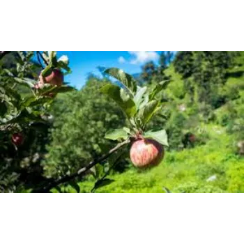 Organic Apple Plants
