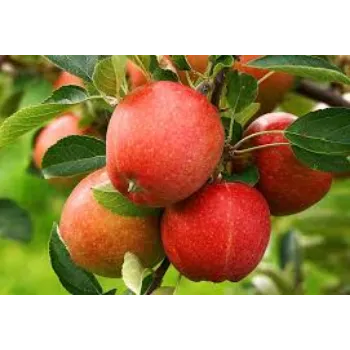 Organic Apple  Plant