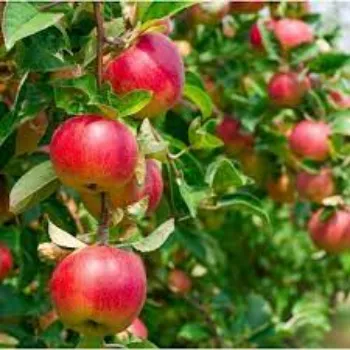 Natural Apple Plants